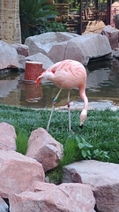 Phoenicopteridae