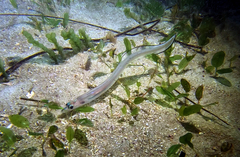 Cape Conger photo 2