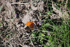 Dione vanillae maculosa