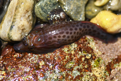 Lepadogaster purpurea