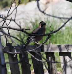 Garrulus glandarius anatoliae