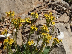 Senecio wootonii