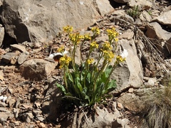 Senecio wootonii