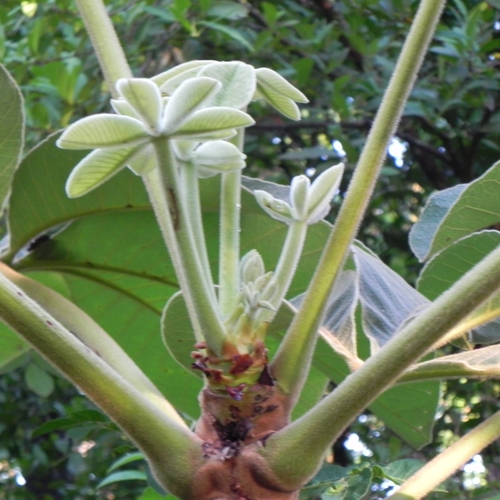 Pseudobombax tomentosum
