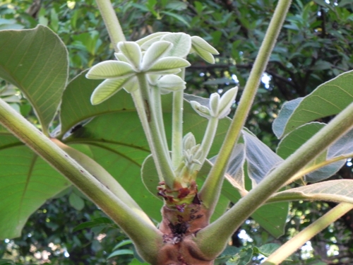 Pseudobombax tomentosum
