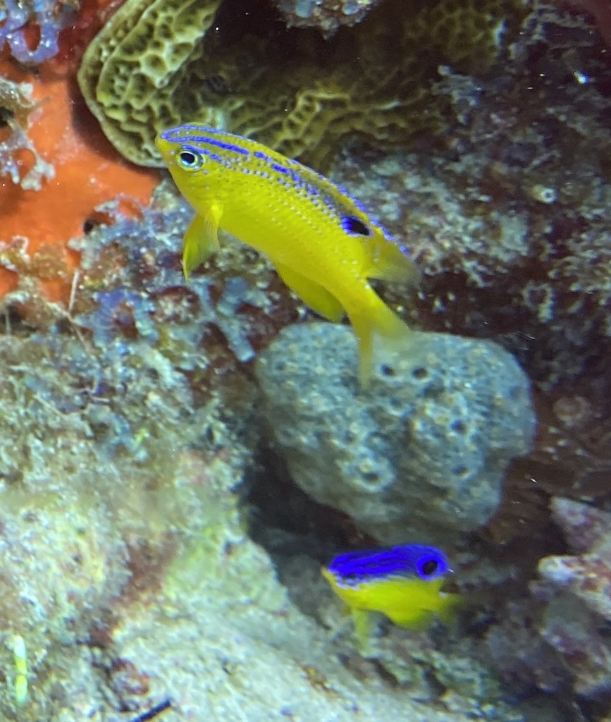 Photo of Longfin damselfish (Stegastes diencaeus)