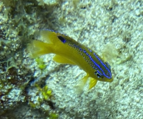 Honey damselfish (Stegastes diencaeus) — Pomacentridae — 2