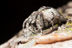 Araneus andrewsi
