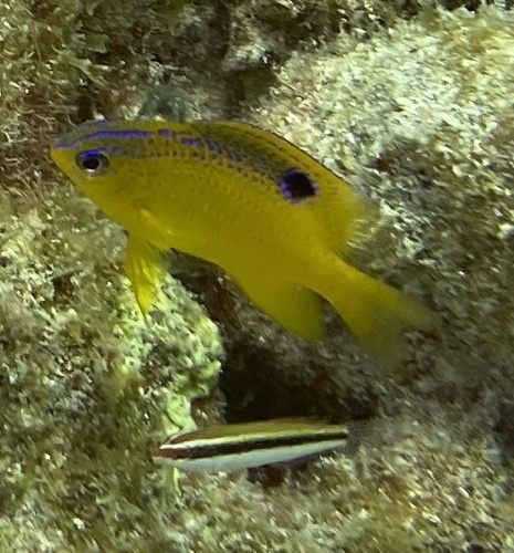 Photo of Longfin damselfish (Stegastes diencaeus)