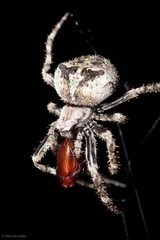 Araneus andrewsi