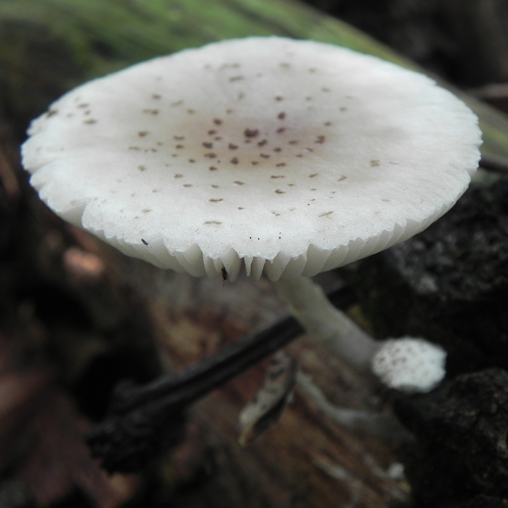 Oudemansiella cubensis · November 2013 · photo: © trfsinani (iNaturalist, cc-by)