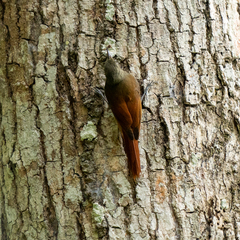 Sittasomus griseicapillus image