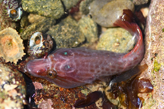 Lepadogaster purpurea