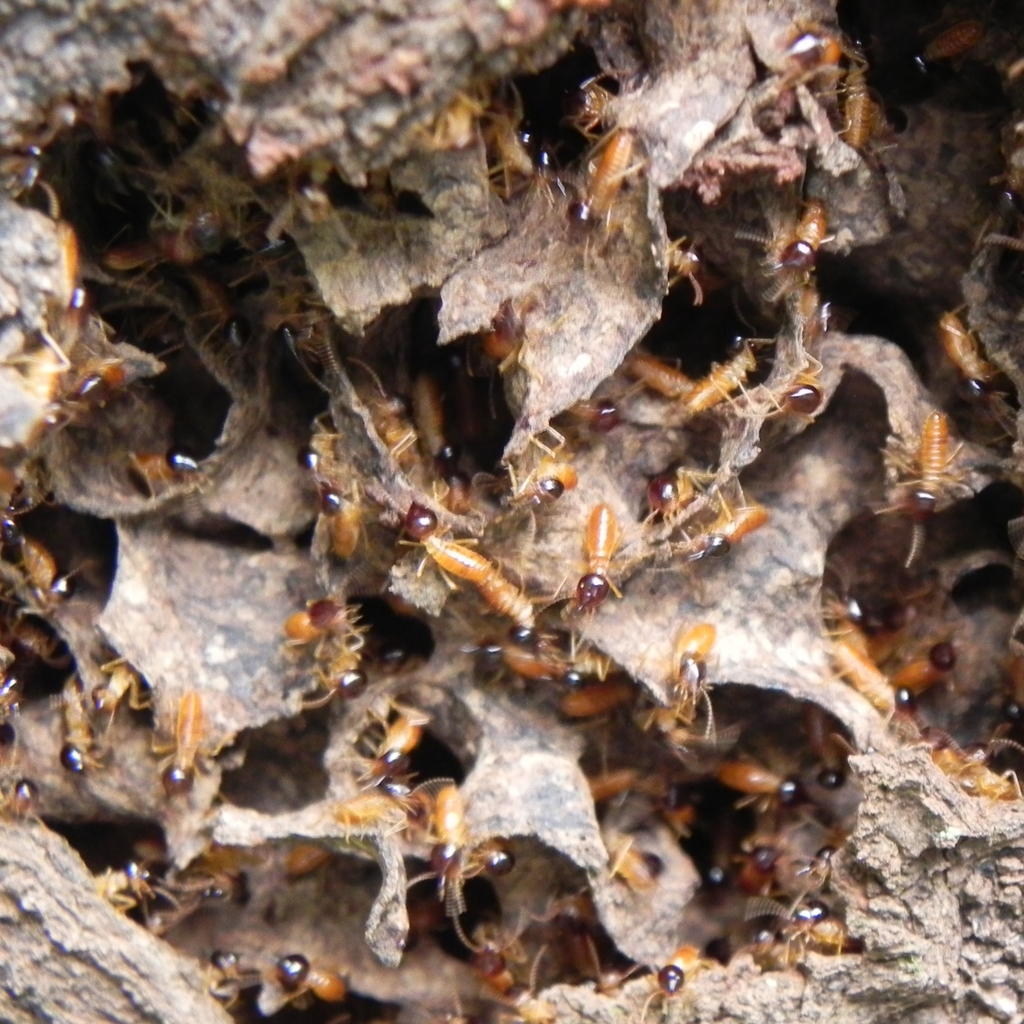 Nasutitermes ephratae