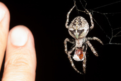 Araneus andrewsi