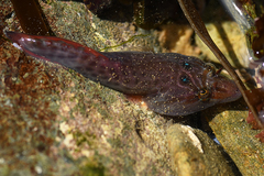 Lepadogaster purpurea