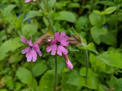 Microbotryum silenes-dioicae