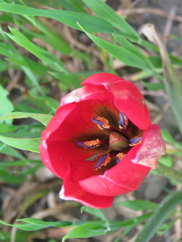Image of Tulipa orphanidea by (c) Ronald Flipphi, some rights reserved (CC BY-SA)