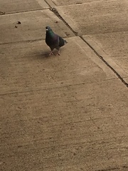 Columba livia domestica