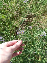 Solanum umbelliferum