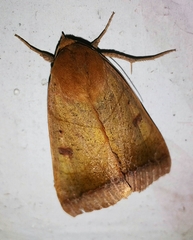 Ophiusa trapezium