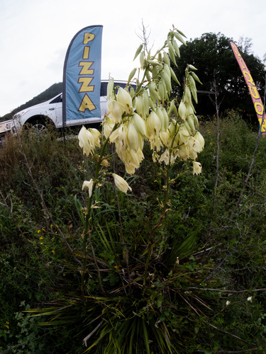 Yucca reverchonii