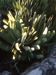 Kumara plicatilis