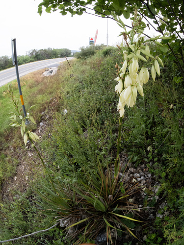 Yucca reverchonii