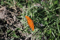 Dione vanillae maculosa