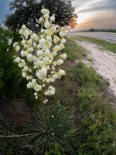 Yucca constricta