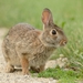 Florida Cottontail - Photo (c) JanetandPhil, some rights reserved (CC BY-NC-ND)