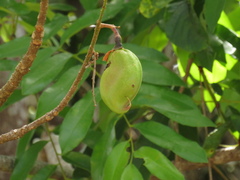 Vatairea guianensis