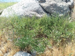 Solanum umbelliferum