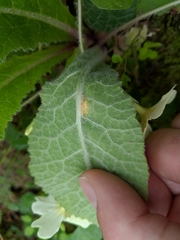 Puccinia primulae