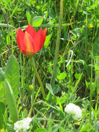 Image of Tulipa orphanidea by (c) Ronald Flipphi, some rights reserved (CC BY-SA)