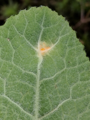 Puccinia primulae
