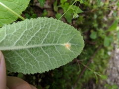 Puccinia primulae