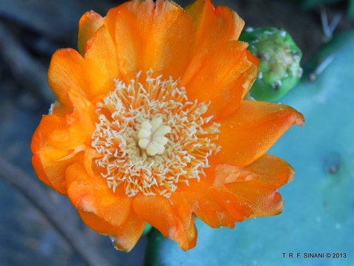 Image of Opuntia elata by (c) Thomaz Ricardo Favreto Sinani, some rights reserved (CC BY)
