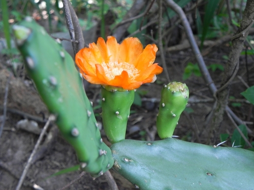 Image of Opuntia elata by (c) Thomaz Ricardo Favreto Sinani, some rights reserved (CC BY)
