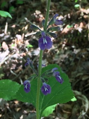 Salvia urticifolia