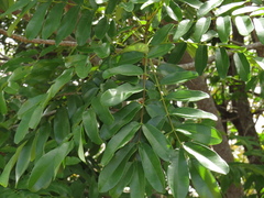 Vatairea guianensis