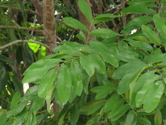 Vatairea guianensis