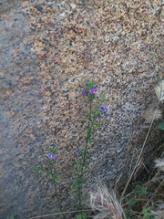 Solanum umbelliferum