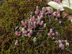 Sedum
