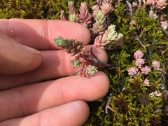 Sedum