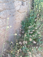 Solanum umbelliferum