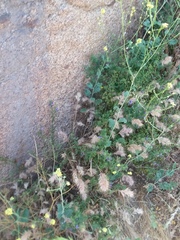 Solanum umbelliferum
