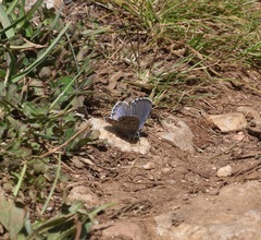 Pseudophilotes bavius