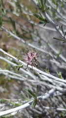 Rhopalomyia utahensis