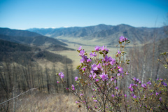 Rhododendron ledebourii